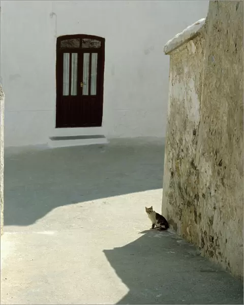 Cat in hot street, Almaria, Spain