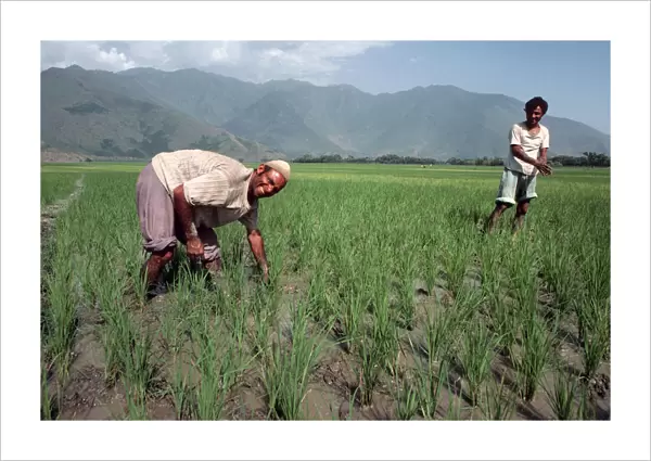 Kashmir - two male rice planters in foothills of Himalayas