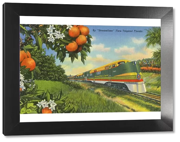 Streamliner Train passing through Florida Orange groves