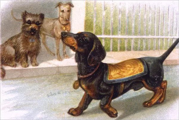 Dachshund dog wearing a coat