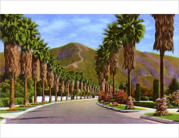 Pasadena, California, USA - Palm Tree-lined Street