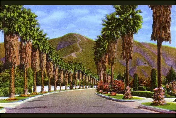 Pasadena, California, USA - Palm Tree-lined Street