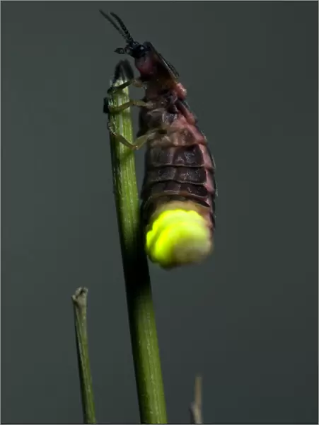 Common Glow-worm - female - glowing on a cut grass stalk to attract males - late in