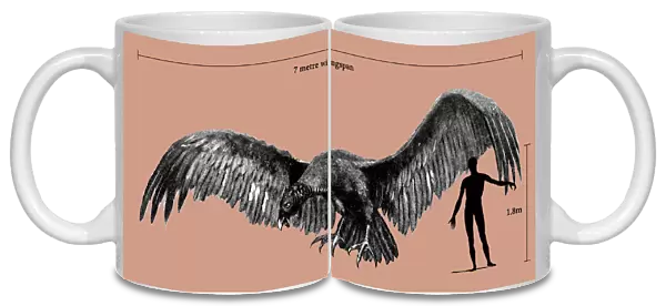 Size of Argentavis magnificens compared to a human figure