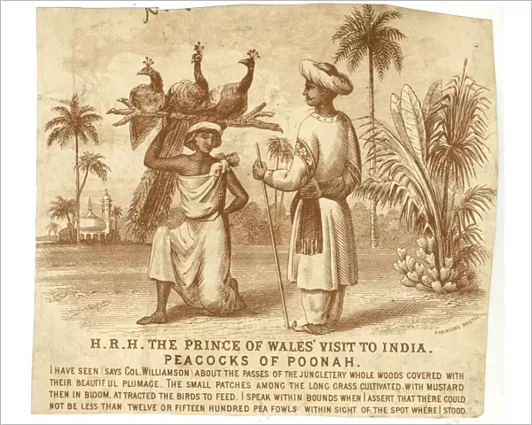 Prince of Wales visit to India in 1876 - Peacocks