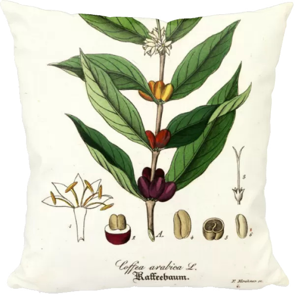 Coffee plant, Coffea arabica