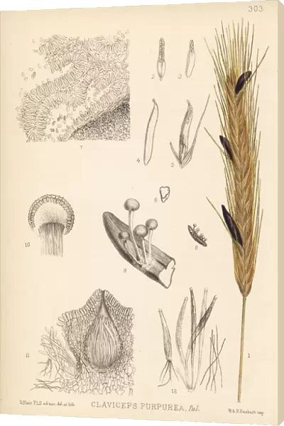 Ergot of rye, Claviceps purpurea