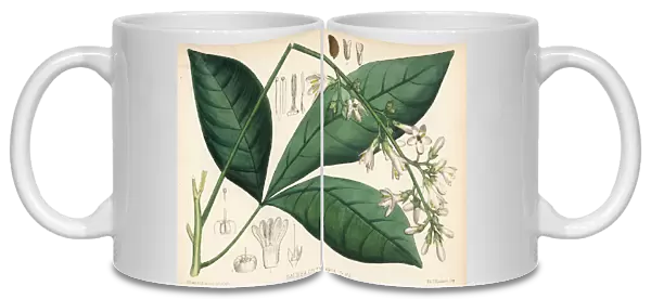 Carony bark or orayuri, Angostura trifoliata