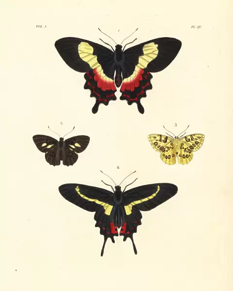 Fluminense swallowtail, Anteros acheus and Parides agavus