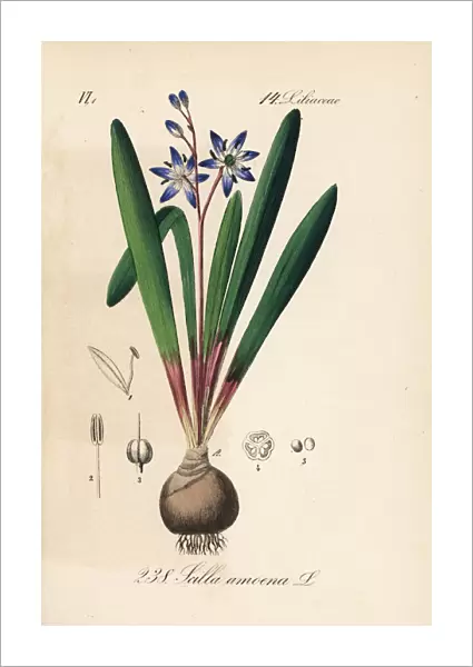 Star squill or star hyacinth, Scilla amoena