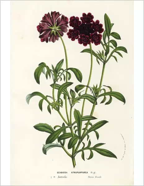 Pincushion flower or sweet scabious, Scabiosa atropurpurea
