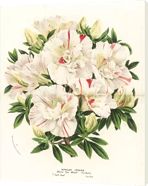 Azalea hybrid, Marie Van Houtte, Rhododendron indicum