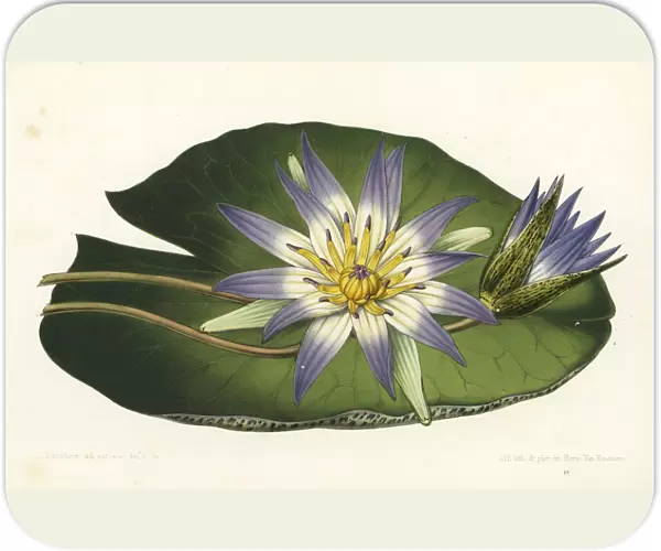 Blue lotus, Nymphaea nouchali var. caerulea