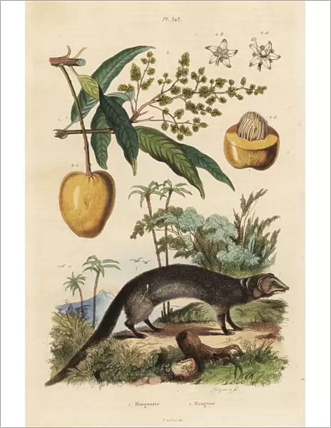Indian grey mongoose and mango fruit
