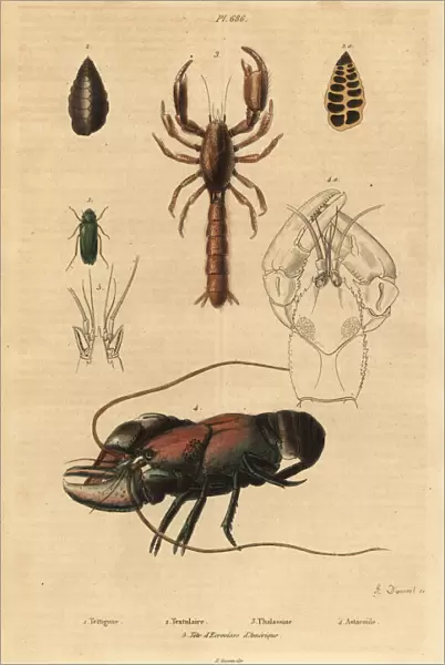 Bush-cricket, mud lobster and crayfish species