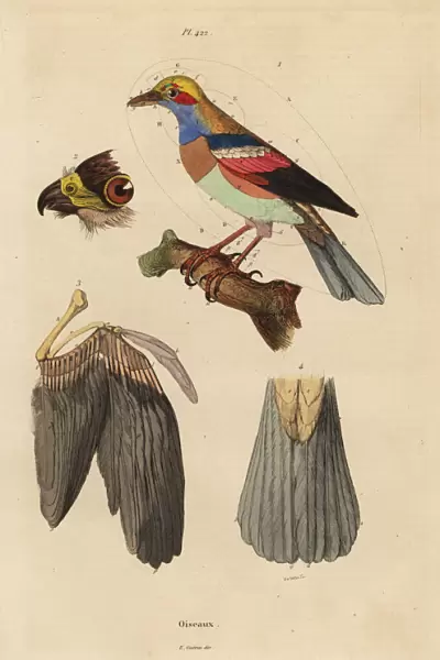 Bird anatomy, beak, wing, tail, feathers