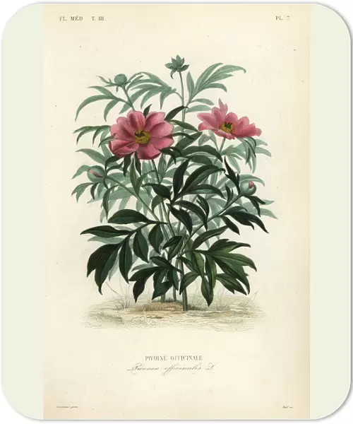 Common peony or garden peony, Paeonia officinalis