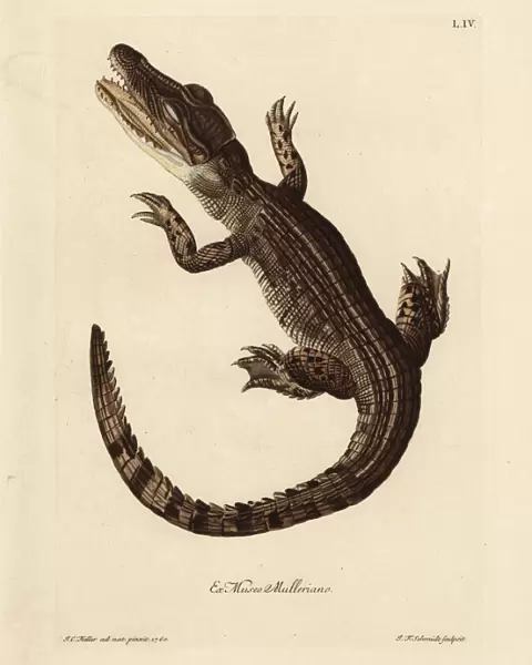 Common caiman, Caiman crocodilus