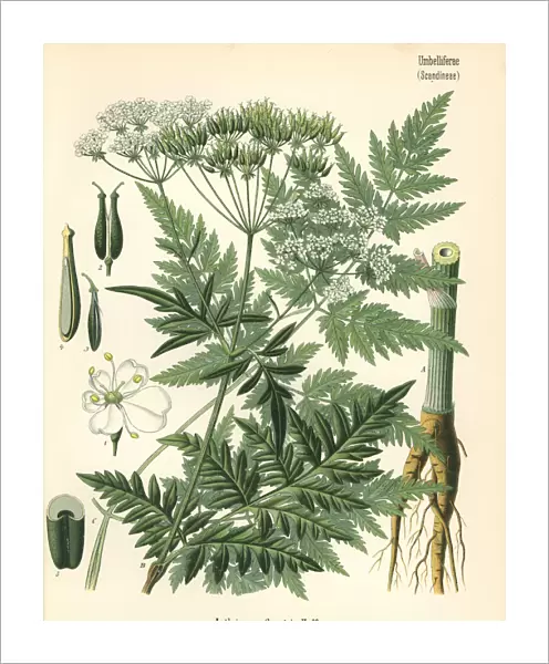 Cow parsley or wild chervil, Anthriscus sylvestris