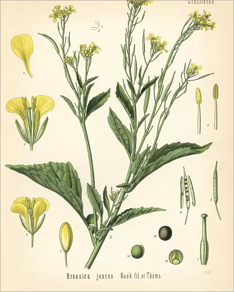 Mustard greens or kai choi, Brassica juncea