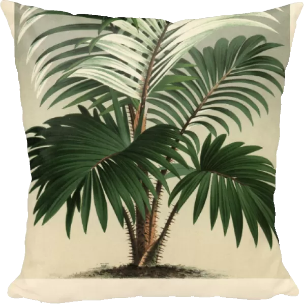Rattan palm, Calamus discolor