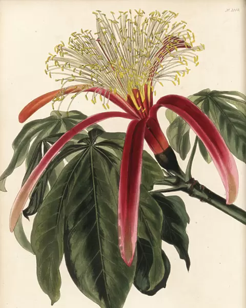 Guiana chestnut, Pachira insignis