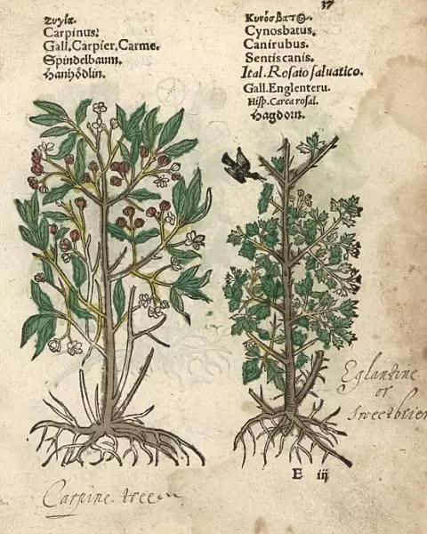 Hornbeam, Carpinus species, and Eglantine rose, Rosa canina