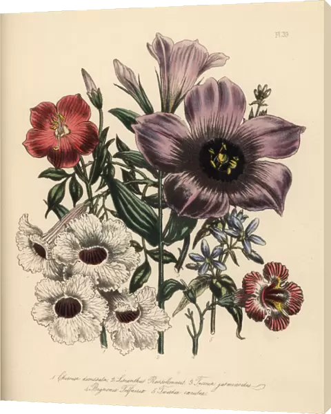 Chironia, lisanthus, tecoma and bignonia species
