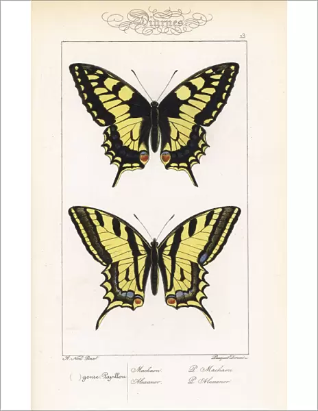 Old World swallowtail and southern swallowtail