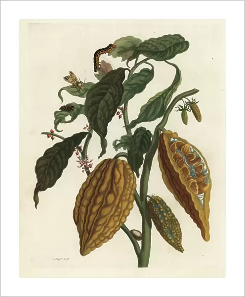 Cacao or cocoa tree and fruit, Theobroma cacao