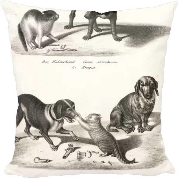 Pointer, dachshund and basset hound