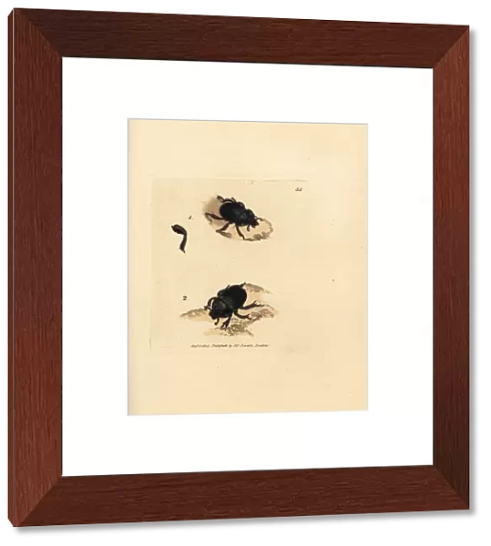 Dor beetle or earth-boring dung beetle, Geotrupes