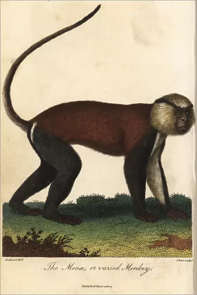 Mona or varied monkey, Cercopithecus mona