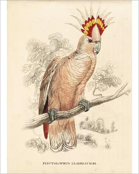 Major Mitchells cockatoo, Lophochroa leadbeateri