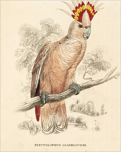 Major Mitchells cockatoo, Lophochroa leadbeateri