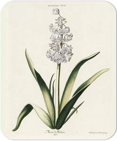 Hyacinth hybrid variety, Marie de Medicis