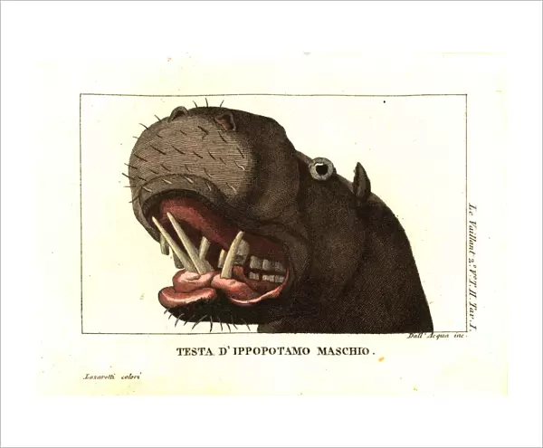 Head of a male hippopotamus, Hippopotamus amphibius