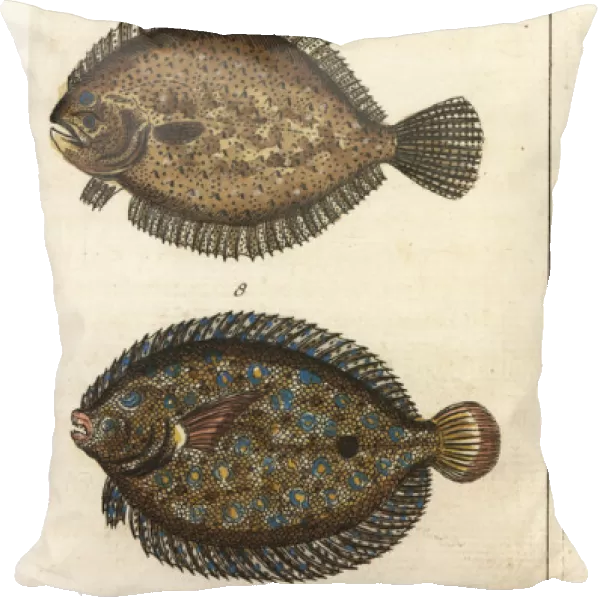 Turbot, peacock flounder, and kite