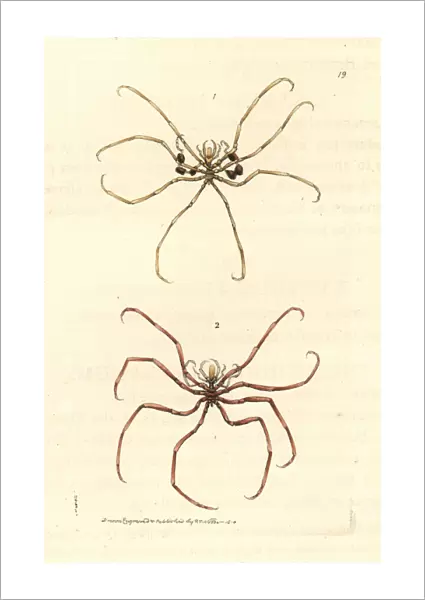 Sea spiders, Nymphon gracile, Nymphon hirtum