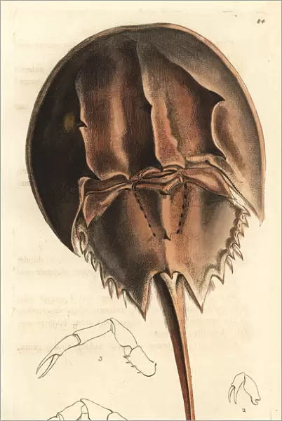 Horseshoe crab, Limulus polyphemus
