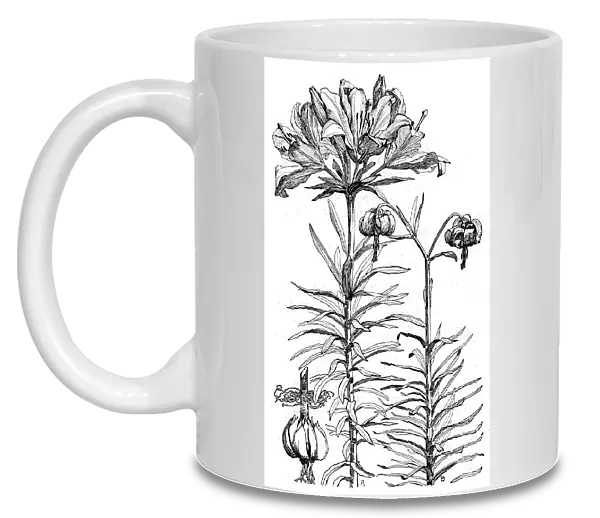 Lilium croceum