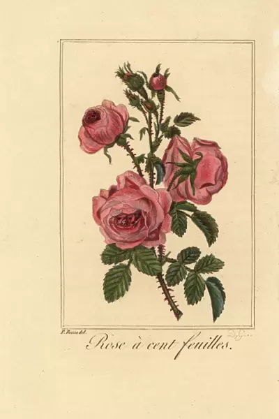 Provence rose or cabbage rose, Rose a cent feuilles