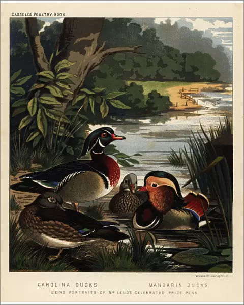 Carolina ducks, Aix sponsa, and Mandarin ducks, Aix