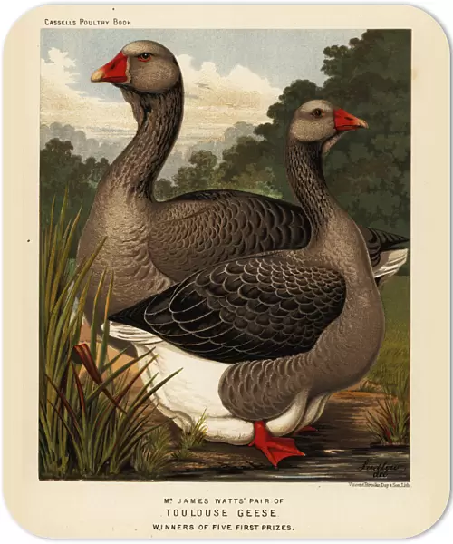 Toulouse geese with dewlap, cock and hen