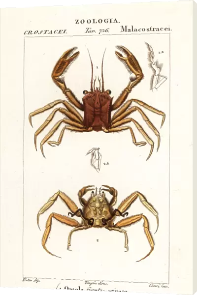 Carrier crab and dorripd crab