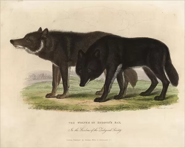 Wolves of Hudson Bay, Canis lupus
