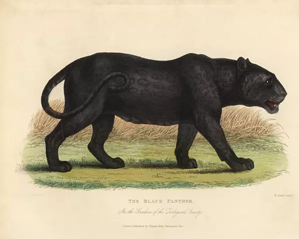 Black Panther, Panthera pardus or Panthera onca