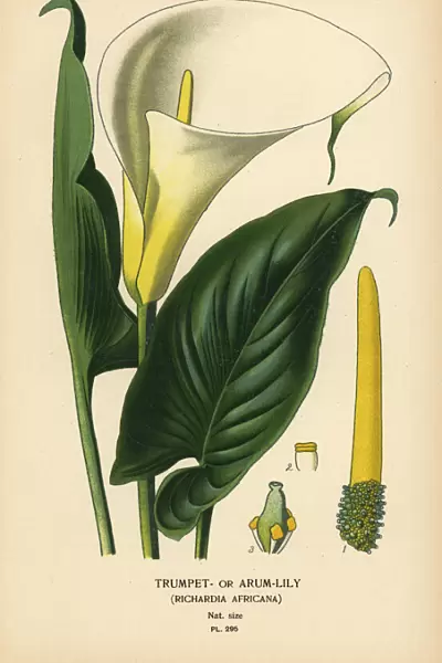 Calla lily, Zantedeschia aethiopica