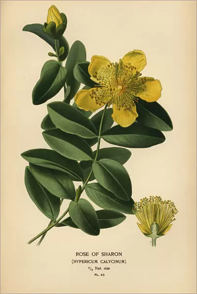 Rose of Sharon, Hypericum calycinum