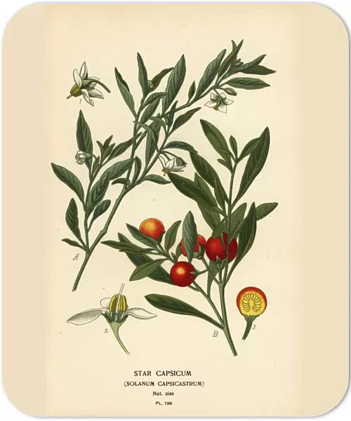 Jerusalem cherry, Solanum pseudocapsicum var. diflorum